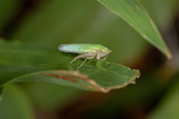 Dorosły Typowy Skrzydłowy Rodziny Cycadellidae — Zdjęcie stockowe