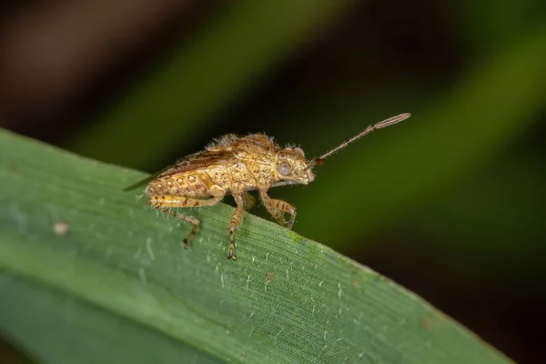 Pentatomomorfo Adulto Bug Infraorder Pentatomomorpha — Fotografia de Stock