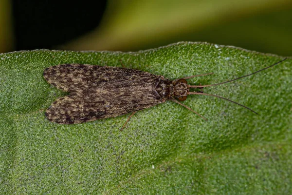 Dorosły Caddisfly Owad Zakonu Trichoptera — Zdjęcie stockowe