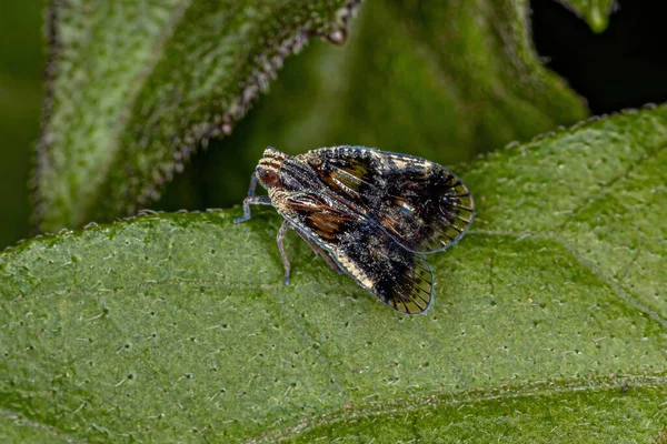 Piccolo Planthopper Adulto Del Genere Bothriocera — Foto Stock