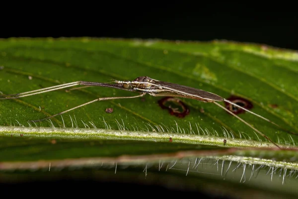 Family Limoniidaeの成虫クレインフライ — ストック写真
