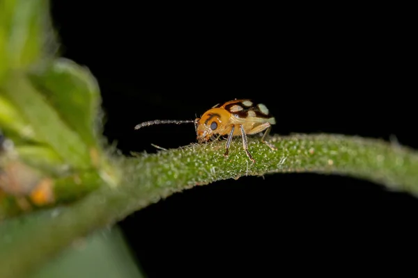 Besouro Pulgas Pequeno Adulto Subfamília Galerucinae — Fotografia de Stock