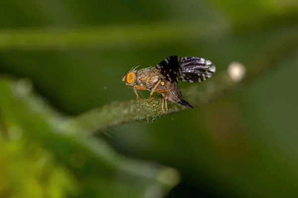 Yetişkin Fruit Fly Tribe Tephritini — Stok fotoğraf