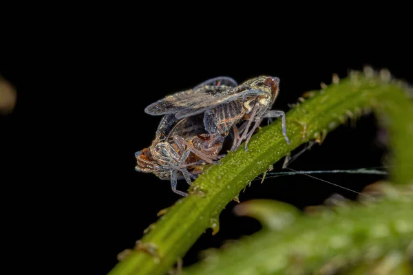 Dospělí Malí Planthoppeři Čeledi Cixiidae Kopulující — Stock fotografie