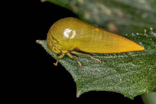 Adult Typical Treehopper Tribe Darnini — Stock Photo, Image
