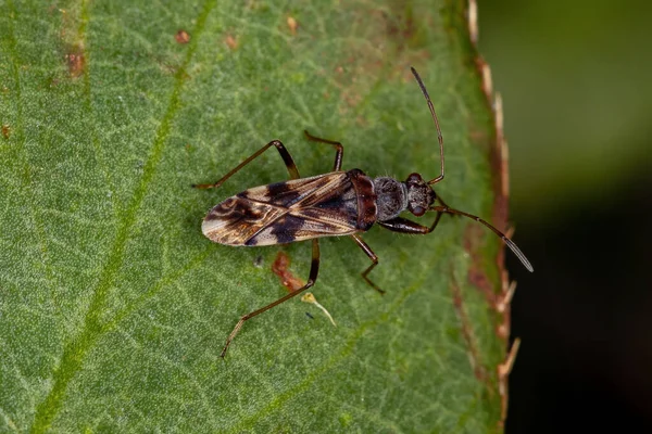 Bug Semente Cor Sujeira Adulto Tribo Myodochini — Fotografia de Stock