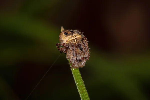 Kis Orbweaver Pók Araneidae Családból — Stock Fotó