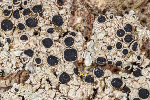 Загальна Текстура Лишайника Сімейства Physciaceae — стокове фото