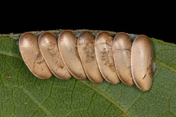 Leaf Katydid Eggs Subfamily Phaneropterinae — Stock Photo, Image