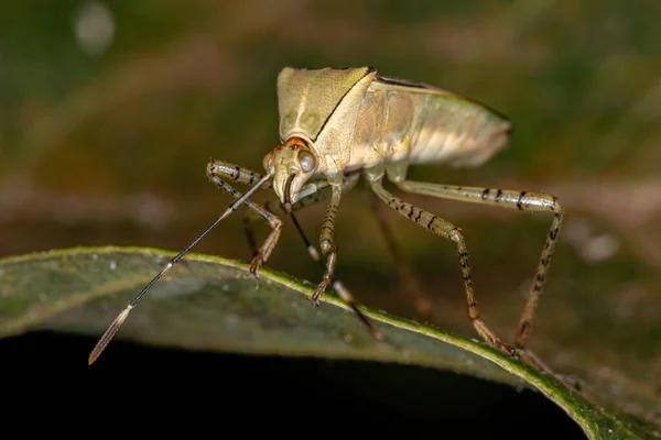 Bug Gênero Hypselonotus Com Pés Folhas Adultas — Fotografia de Stock