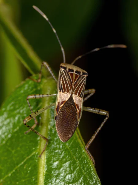 Bug Gênero Hypselonotus Com Pés Folhas Adultas — Fotografia de Stock