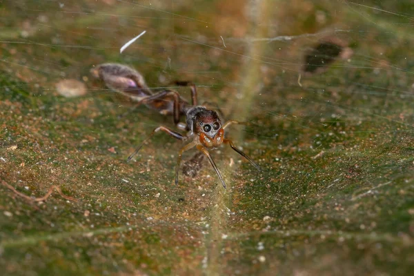 Męski Pająk Rodzaju Synemosyna Naśladujący Mrówki Rodzaju Pseudomirmex — Zdjęcie stockowe
