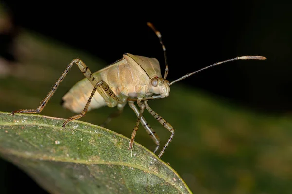 Bug Pattes Feuilles Adulte Genre Hypselonotus — Photo