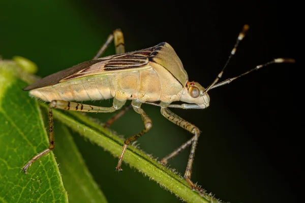 Bug Gênero Hypselonotus Com Pés Folhas Adultas — Fotografia de Stock