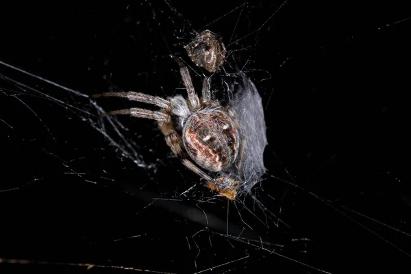 Adult Typical Orbweaver Spider Genus Metepeira — стокове фото