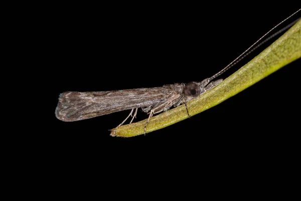 Dospělý Caddisfly Hmyz Řádu Trichoptera — Stock fotografie