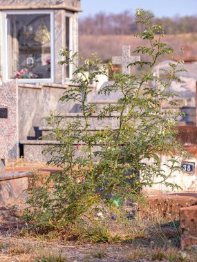 Türlerin Kırmızı Bufalo-Bur Bitkisi Solanum siliklifikolium