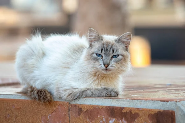 Wilde Hauskatze Mit Selektivem Fokus Auf Friedhof Ausgesetzt — Stockfoto