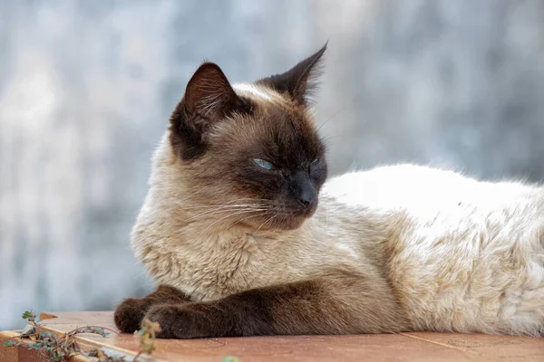 Wilde Hauskatze Mit Selektivem Fokus Auf Friedhof Ausgesetzt — Stockfoto