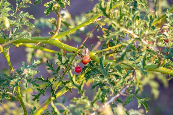 Red Buffalo Bur Plant Species Solanum Sisymbriifolium — стокове фото