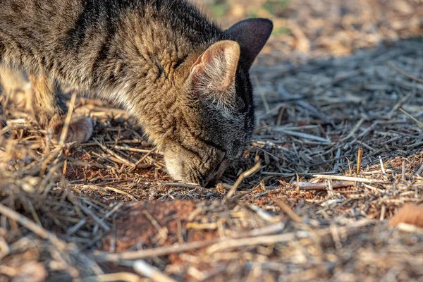 Feral Gato Doméstico Abandonado Cemitério Com Foco Seletivo — Fotografia de Stock