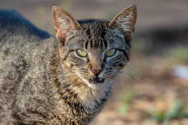 Wilde Hauskatze Mit Selektivem Fokus Auf Friedhof Ausgesetzt — Stockfoto