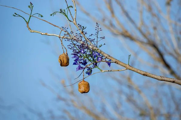 Blue Jacaranda Tree of the species Jacaranda mimosifolia