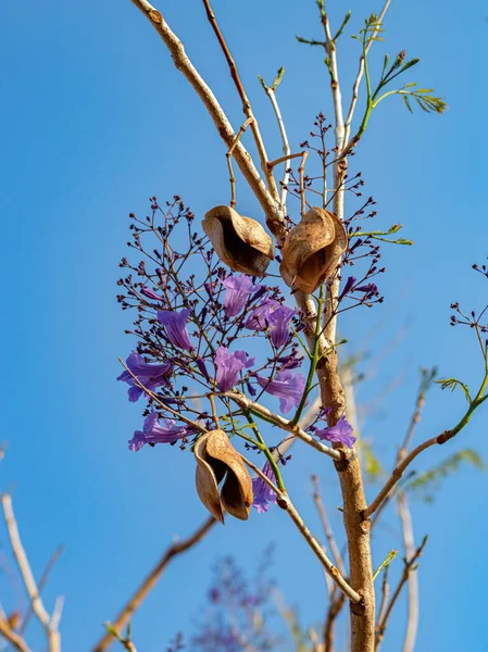 Blue Jacaranda Tree of the species Jacaranda mimosifolia