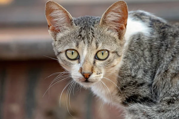 Wilde Hauskatze Mit Selektivem Fokus Auf Friedhof Ausgesetzt — Stockfoto