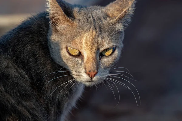 Wilde Hauskatze Mit Selektivem Fokus Auf Friedhof Ausgesetzt — Stockfoto