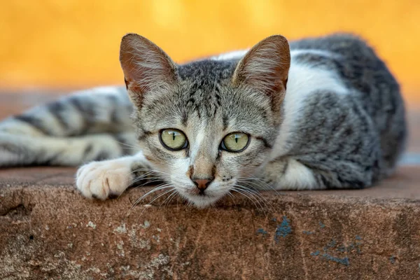 Wilde Hauskatze Mit Selektivem Fokus Auf Friedhof Ausgesetzt — Stockfoto