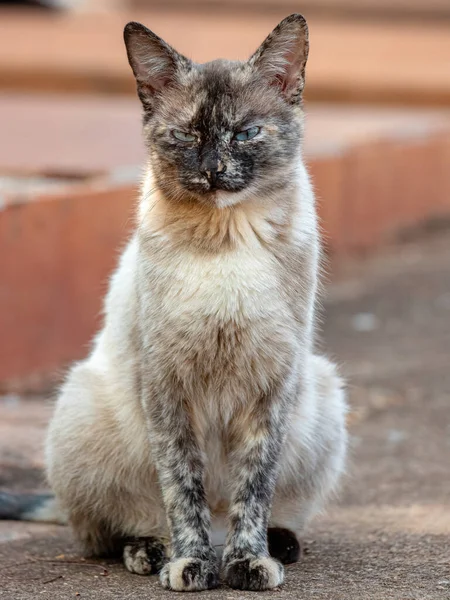 Feral Gato Doméstico Abandonado Cementerio Con Enfoque Selectivo — Foto de Stock