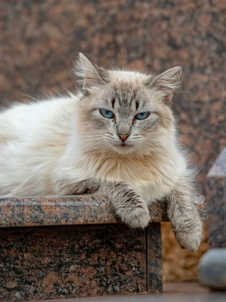 들고양이는 선택적 초점을 공동묘지에 버려져 — 스톡 사진