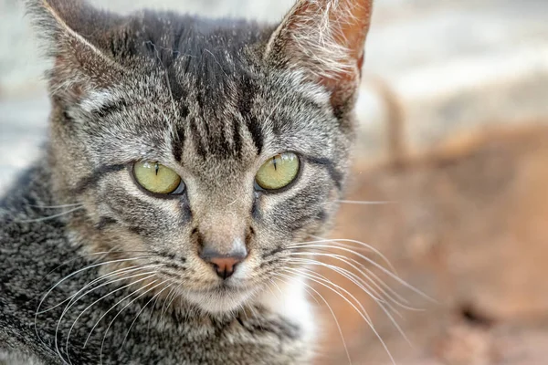 Domácí Kočka Opuštěná Hřbitově Selektivním Zaměřením — Stock fotografie