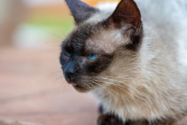 Feral Gato Doméstico Abandonado Cemitério Com Foco Seletivo — Fotografia de Stock