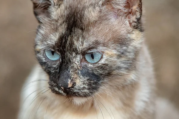 Chat Domestique Sauvage Abandonné Dans Cimetière Avec Accent Sélectif — Photo