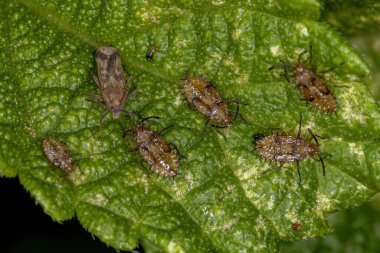 Tingidae ailesinin Küçük Dantel Böceği