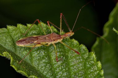 Harpactorini kabilesinden Yetişkin Suikastçı Böceği