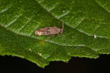 Tingidae ailesinin Küçük Dantel Böceği