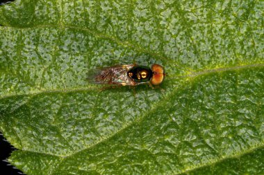 Mikrochrysa cinsinin Yetişkin Asker Sineği