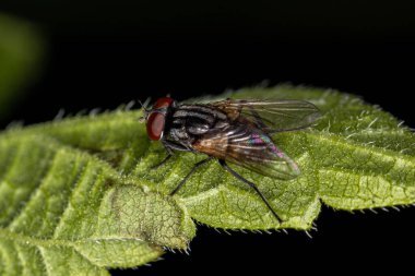 Musca domestica türünün Yetişkinler Evi Sineği