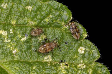 Tingidae ailesinin Küçük Dantel Böceği