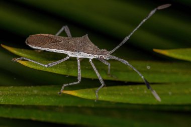 Coreidae ailesinin Yetişkin Yaprak Ayaklı Böceği
