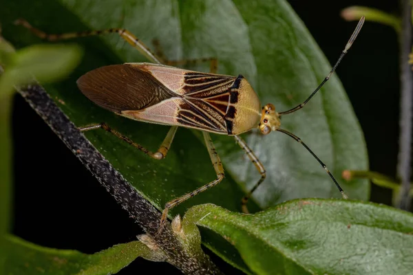 Ενηλίκων Leaf Footed Bug Του Genus Hypselonotus — Φωτογραφία Αρχείου