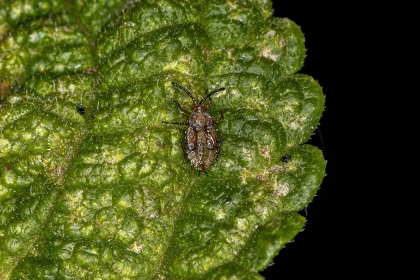 Pequeno Inseto Renda Família Tingidae — Fotografia de Stock