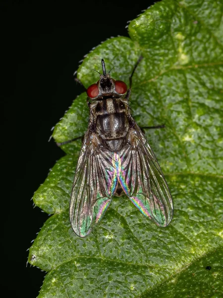 Fly Genus Stomoxys — Fotografia de Stock