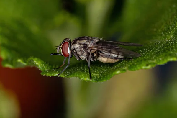 Felnőtt Ház Fly Genus Stomoxys — Stock Fotó