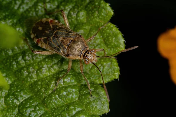 Roślina Bezzapachowa Dla Dorosłych Bug Podrodziny Rhopalinae — Zdjęcie stockowe