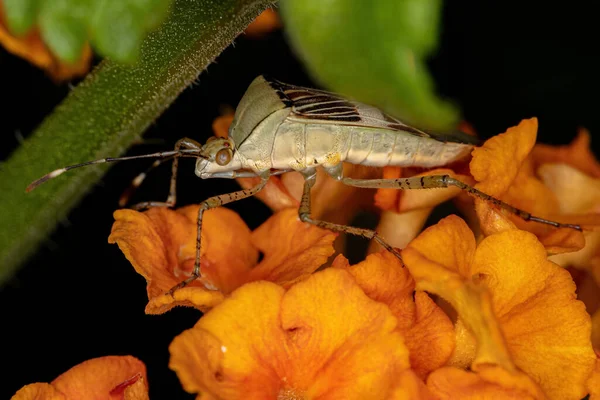 Adult Leaf Footed Bug Genus Hypselonotus Lantana Plant — Stock Photo, Image