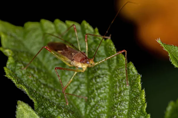 Bug Assassino Adulto Tribo Harpactorini — Fotografia de Stock